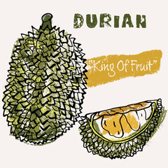 Durian tropical fruit line art and color hand-drawn vector illustration. Rough crayon strokes doodle in an expressive loose coloring book style