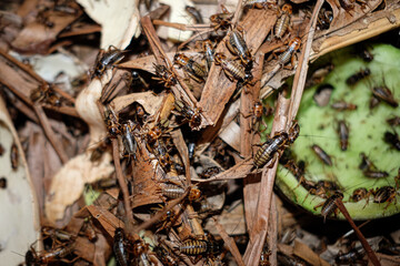 
insects are eating dried leaves