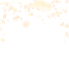 Yellow orange flower petals falling down. Unequale