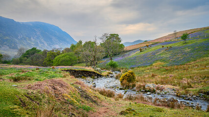 Fototapeta na wymiar Squat Beck flows through Rannerdale, known as the Valley of the Bluebells, located next to Crummock Water in the Lake District National Park