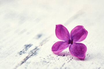Fototapeta na wymiar Macro image of tiny Lilac flower. One purple lilac petal on white wooden board.