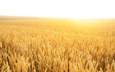 Wheat field. Ears of golden wheat close up. Beautiful Nature Sunset Landscape. Rural Scenery under Shining Sunlight. Background of ripening ears of wheat field. Rich harvest Concept...