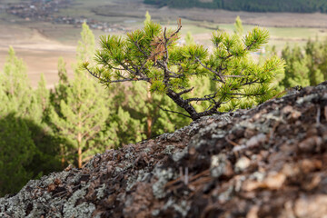 small pine on a rock against the sky