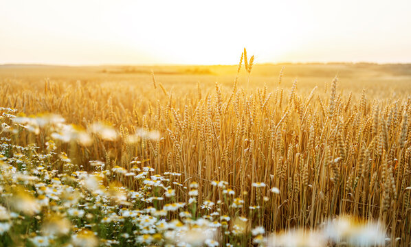  Wheat and  chamomile field. Ears of golden wheat. Beautiful Nature Sunset Landscape. Rural Scenery under Shining Sunlight. Background of ripening ears of wheat field. Rich harvest Concept.