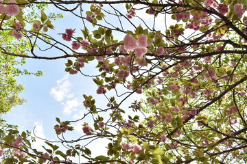 空と影の花