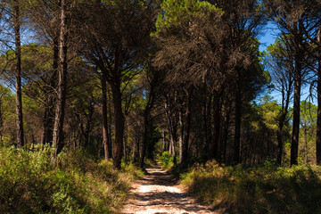 dirt road in the province of girona