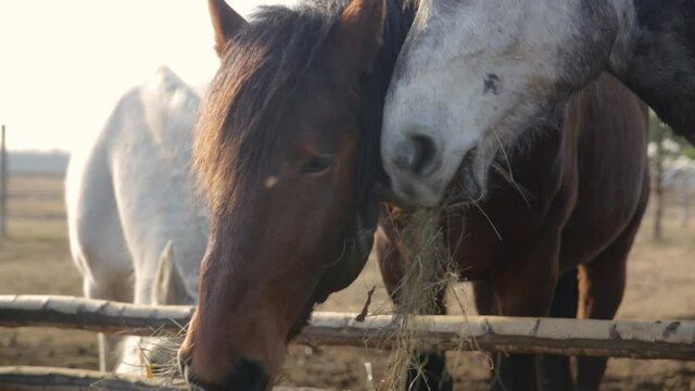 Three rural horses at the feeder behind the fence. Close up.