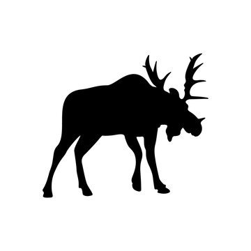 Silhouette of a wild animal moose on a white background.
