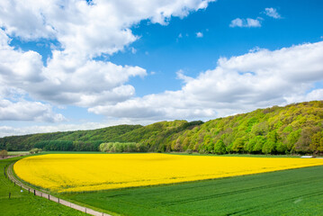 Fototapeta na wymiar Idylische Natur im Frühling im Sonnenschein mit blühenden Feldern