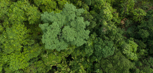 Beautiful  landscape in summer tropical forest