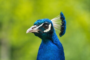 Pfau