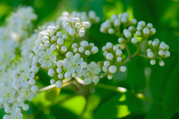 close up of a flower
