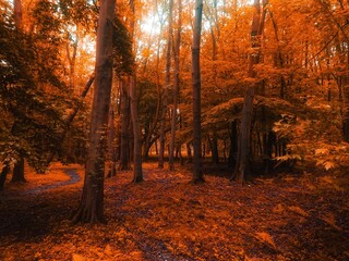Obraz premium Colorful autumn forest, a magical place, yellow and orange leaves on the trees. Autumn colors in the park. Beautiful nature for the background. 
