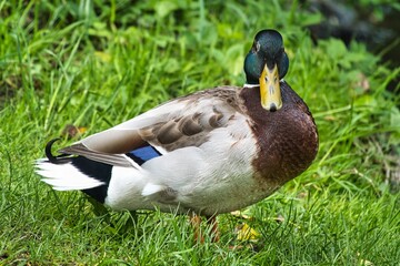 Ente
