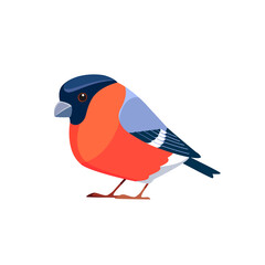 Bullfinch is a small passerine bird in the finch family, Fringillidae. Pyrrhula pyrrhula. Bird Cartoon flat style beautiful character of ornithology, vector illustration isolated on white background..