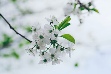 branch of cherry blossoms