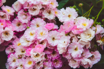 ピンク色系のバラが咲いている美しい
風景