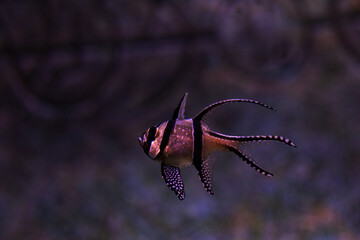 Pterapogon kauderni in aquarium on dark background
