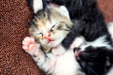 The concept of taking care of small kittens. Two kittens sleep sweetly on a brown blanket, top view.