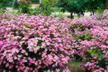 Fototapeta na wymiar ピンク色系のバラが咲いている美しい 風景