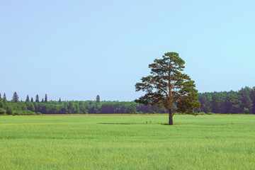 Beauty in nature. A green field on which a lonely pine tree grows.