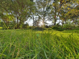 Obraz premium green grass and lake