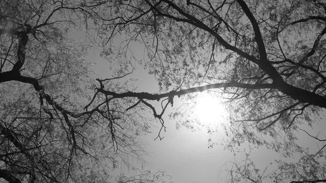 4k black and white stock video footage of beautiful spring landscape. Tops of green old trees isolated on sunny morning clear blue sky background with soft magic sunshine behind branches