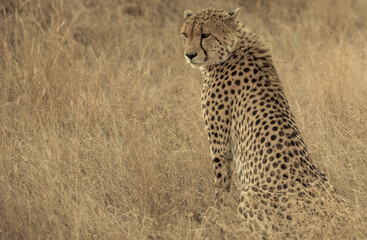 Safari in South Africa Kruger