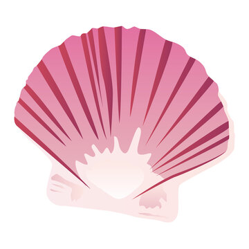 Coquille Saint-Jacques