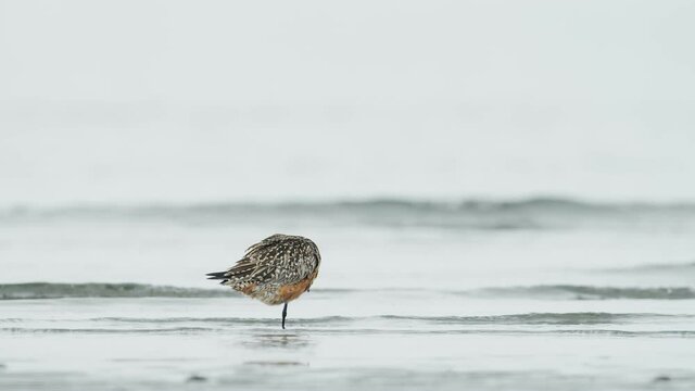 羽繕いするオオソリハシシギ夏羽(Bar-tailed Godwit)