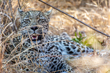 Safari in South Africa Kruger