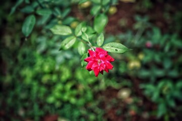 Hot pink tulips stand for life and passion for living it. 