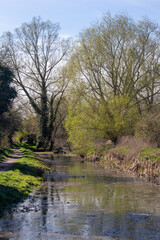 Fototapeta na wymiar Spring trees along The New Reach, Halesworth Millennium Green, Suffolk, England
