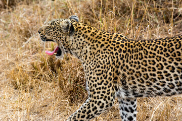 Fototapeta na wymiar Safari in South Africa Kruger
