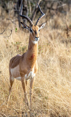 Safari in South Africa Kruger