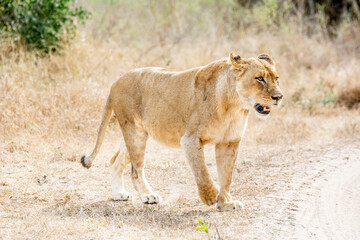 Naklejka premium Safari in South Africa Kruger