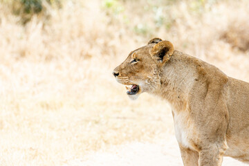 Safari in South Africa Kruger