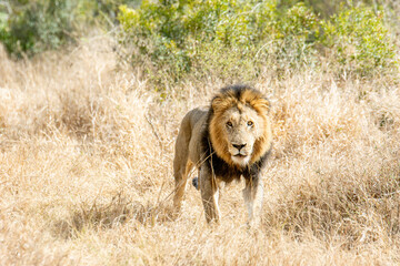 Safari in South Africa Kruger