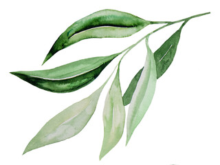 Watercolor botanical leaves illustration