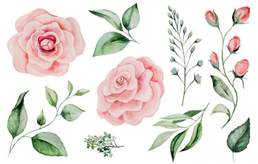 Watercolor pink roses and green leaves Illustrations