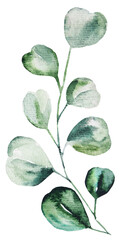 Watercolor eucalyptus leaves set illustration