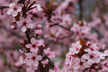 Beautiful blossom with extending and connecting branches. Pastel background. Shallow depth of field. Spring time in nature with blooming tree.