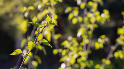 Young juicy green leaves of a birch tree in the spring in the bright sun