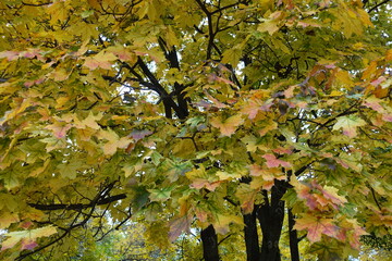 Autumnal leafage of Norway maple tree in October