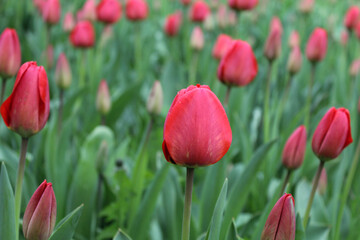 Fototapeta premium Closeup buds of red tulips with fresh green leaves.Colourful tulip with dew drops.Floral background. Tulip field. Beautiful tulip among tulips.