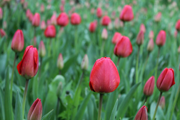 Fototapeta premium Closeup buds of red tulips with fresh green leaves.Colourful tulip with dew drops.Floral background. Tulip field. Beautiful tulip among tulips.