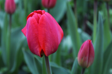 Closeup buds of red tulips with fresh green leaves.Colourful tulip with dew drops.Floral background. Tulip field. Beautiful tulip among tulips.