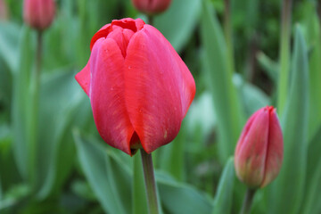 Naklejka premium Closeup buds of red tulips with fresh green leaves.Colourful tulip with dew drops.Floral background. Tulip field. Beautiful tulip among tulips.