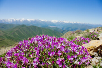 Fototapeta premium mountains against the background of a mountain flower