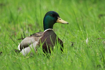 A male mallard duck  anas platyrhynchos resting on a grassy